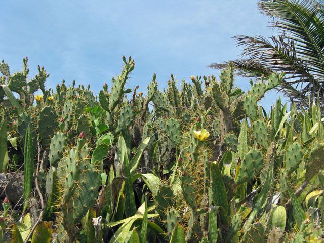 Cactus Garden