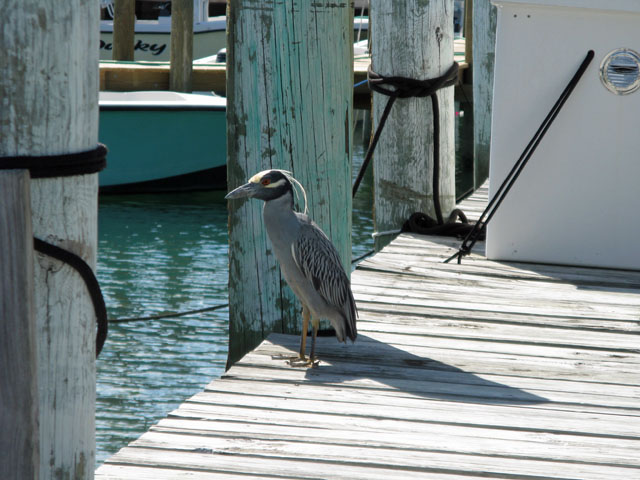 Night Heron at Treasure Cay