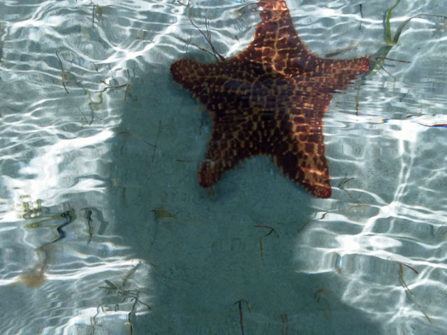 Starfish in about 3 feet of water