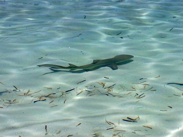 Shark in Powell Cay Shallows