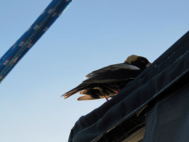 Tired Stowaway 30 Miles Offshore