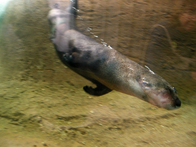 River Otter