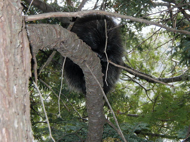 Porcupine near Eagle Lake Trail