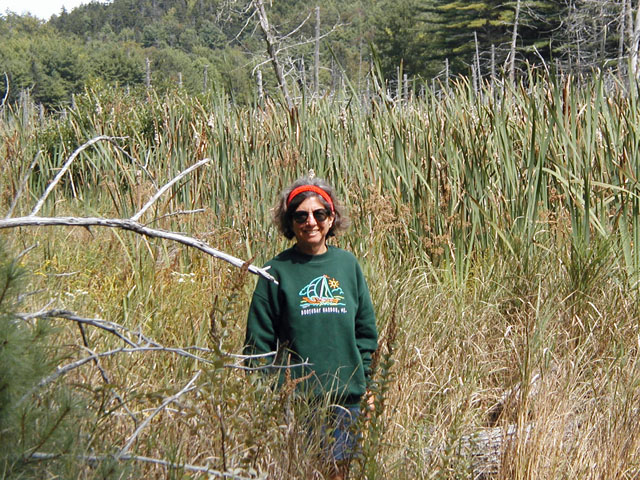 Marsh Trail at Holbrook Sanctuary