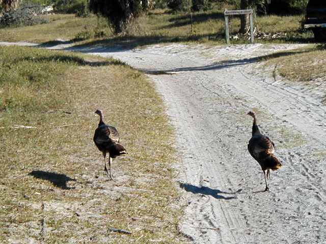 Turkey's on the Trail