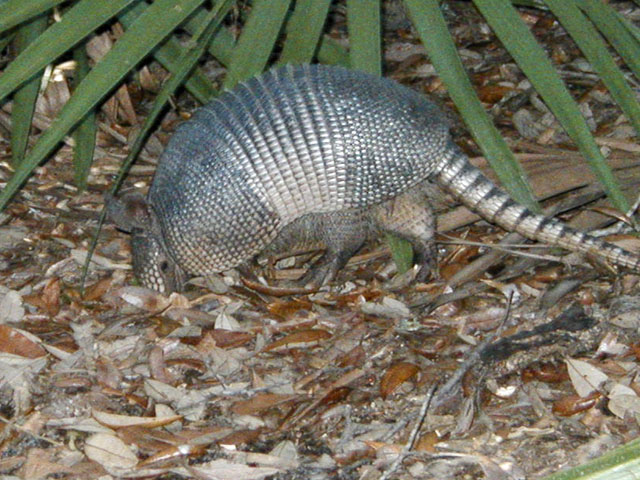 Armadillo on the Trail