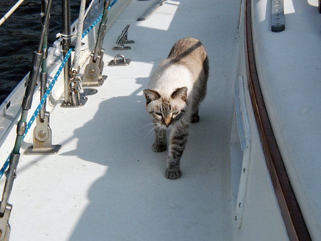 Starboard Watch Cat