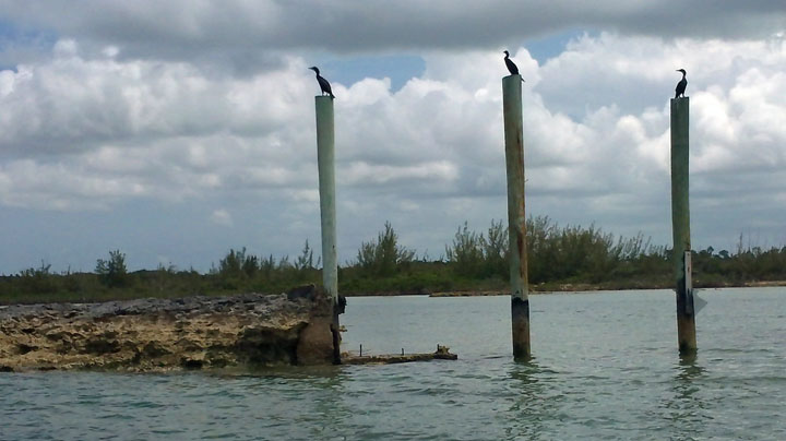Cormorants at Water Point