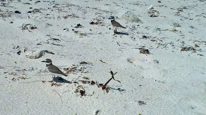 Sandpipers Protecting a Nest in the Sand